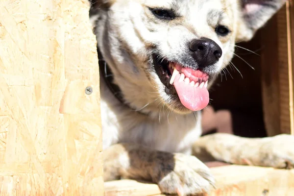 Komik köpek bir kulübede otururken dilini dişlerinin arasından gösteriyor.