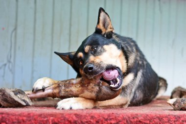 Büyük bir köpek zevkle inekleri kemiriyor..