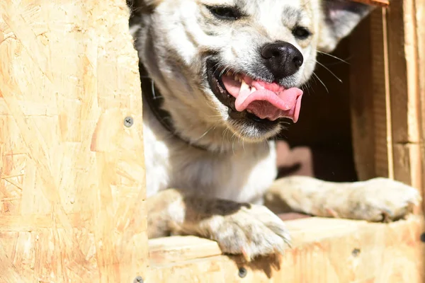 Cão engraçado mostra a língua através dos dentes enquanto sentado em uma cabine — Fotografia de Stock