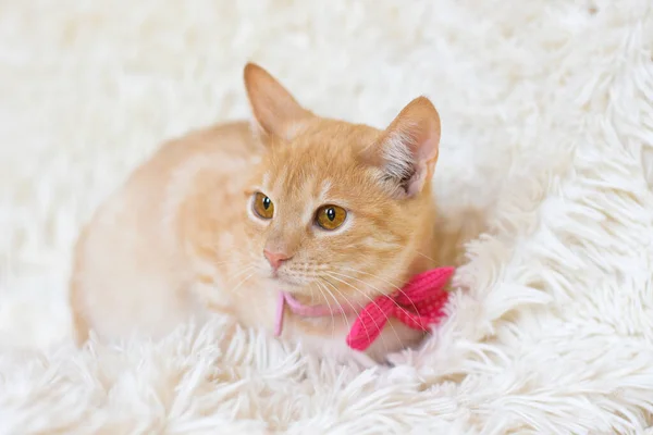 Gyönyörű Gyömbér Macska Fekszik Egy Puha Fehér Szőnyegen Macskának Arany — Stock Fotó