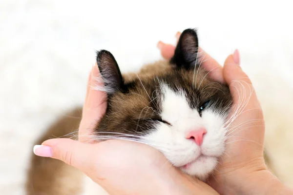 As bochechas gordinhas de um gato nas palmas das mãos de sua amante . — Fotografia de Stock