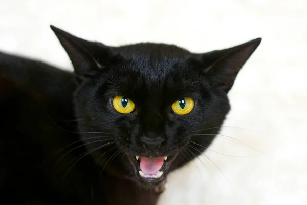 Gato preto com olhos amarelos meows em voz alta . — Fotografia de Stock