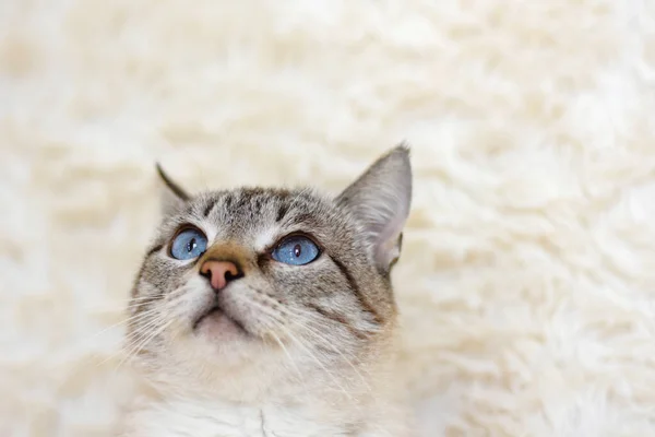 Retrato de um gato com belos olhos azuis em um fundo claro . — Fotografia de Stock