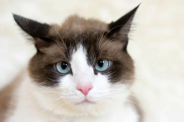 Egy Kövér Kék Szemű Macska Portréja Macska Egyenesen Előre Néz — Stock Fotó