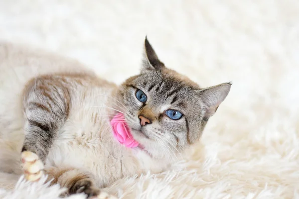 Красивий Кіт Блакитними Очима Лежить Білому Килимі Кіт Рожевому Комірці — стокове фото
