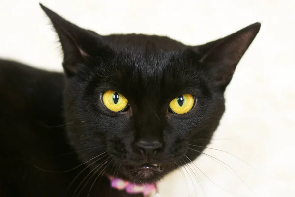 Retrato de um rosto descontente de um gato preto . — Fotografia de Stock