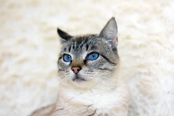 Retrato Gato Com Olhos Azuis Foto Alta Qualidade — Fotografia de Stock