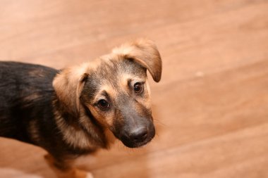 Küçük şirin köpek yavrusu kameraya bakıyor. köpek portresi
