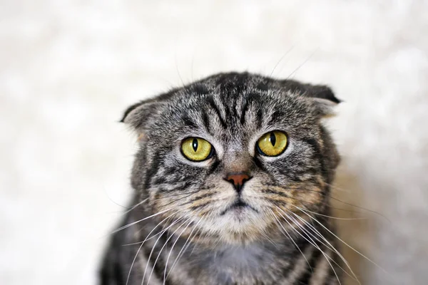 Retrato Belo Gato Dobra Escocesa Gato Com Olhos Amarelos Cor — Fotografia de Stock