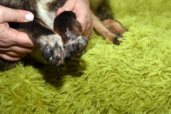 Bir Adam Elinde Bir Köpeğin Sakat Bacaklarını Tutuyor Pasifleştirilmiş Köpek — Stok fotoğraf