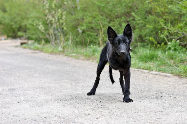 Pistte üç patili bir köpek duruyor. pasifleştirilmiş köpek