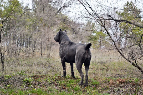 Kutyafajta Olasz Cane Corso Belenéz Erdőbe Telivér Kutya Sétál Erdőben — Stock Fotó