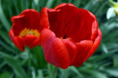 Yeşil arka planda güzel kırmızı laleler. Lale çiçeği. Yaklaş.