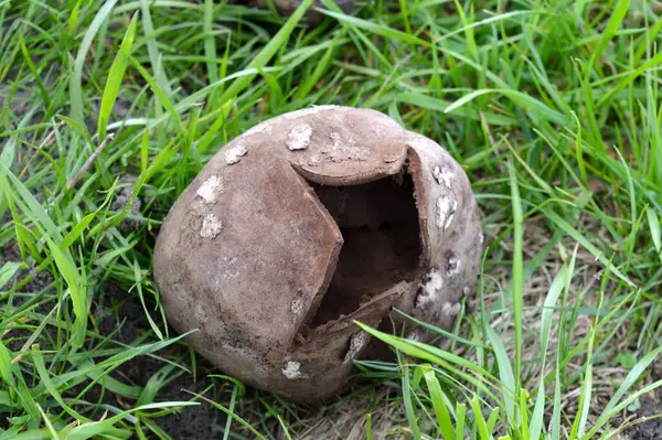 Der Regenmantel Pilz Öffnete Sich Und Streute Seine Sporen Sporenpilz — Stockfoto