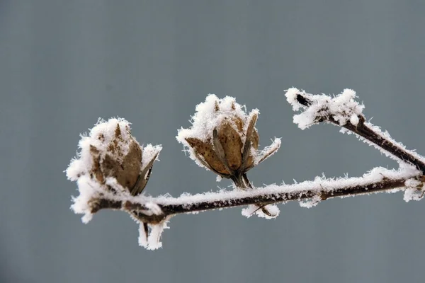 枝条上的白霜和枯花 灰色背景上的照片 — 图库照片