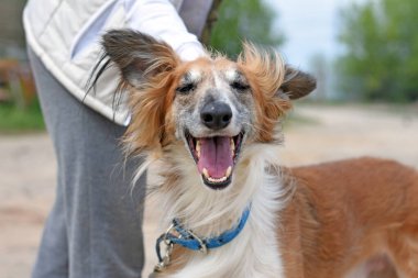 Metresiyle yürüyen mutlu bir köpeğin portresi.