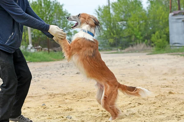 Mutlu bir köpek sahibinin ellerine atlıyor.