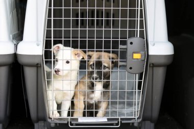 Hayvan taşımak için konteynırda köpek yavruları..