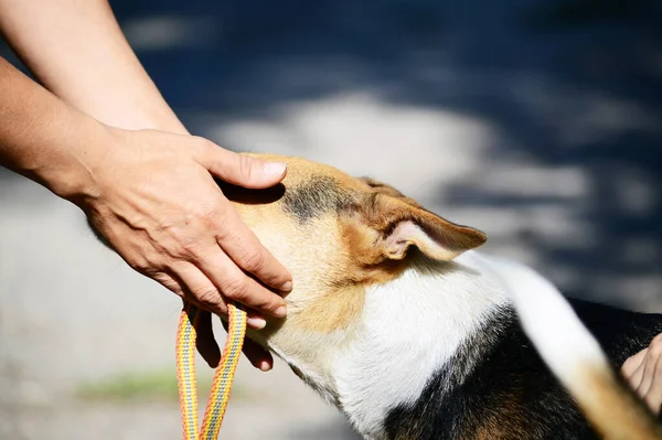 Cuidar las manos de un hombre abrazar a un perro . — Foto de Stock