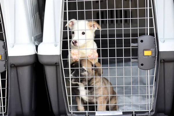 puppies in a plastic box for transporting animals.