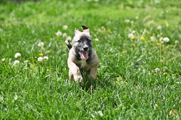 Pequeño cachorro alegre corre en un césped verde . —  Fotos de Stock
