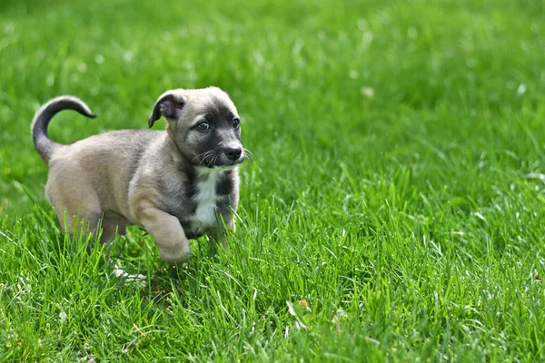 Pequeno filhote de cachorro alegre corre em um gramado verde . — Fotografia de Stock