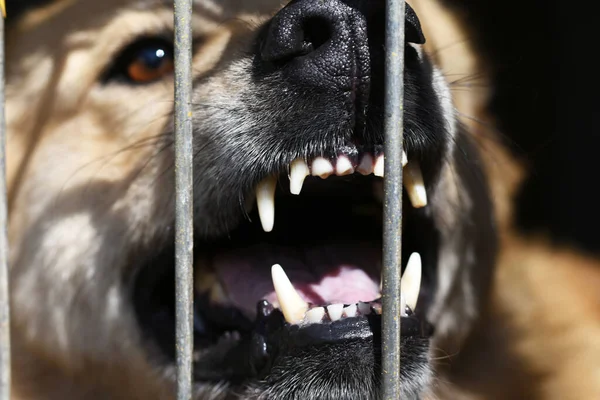 Parmaklıklar arkasında oturan bir köpeğin korkunç sırıtışı..