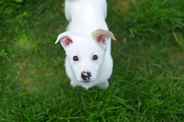 一只白色的小狗在绿色的草坪上抬头看. — 图库照片