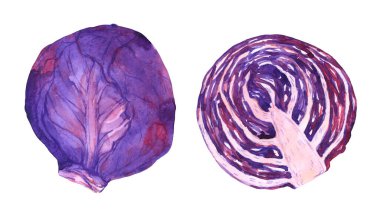 Suluboya seti ve dilimlenmiş İskoç lahanası. Elle çizilmiş eskizler organik gıda paketleme tasarımı, menü dekorasyonu, vejetaryen veya diyet blogları ve diğer şeyler için mükemmeldir..