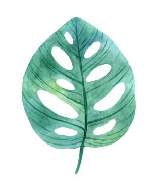 Nemli yağmur ormanlarından yeşil canavar yaprakları. Orman tropikal yaprakları beyaz arka planda izole edilmiş. El yapımı çizimler yaz tasarımı için harika..