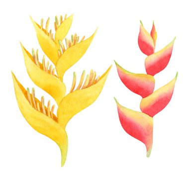 Helikonya 'nın suluboya çiçekleri beyaz arka planda izole edilmiş. El yapımı tropikal çizimler kozmetik tasarımı, kart yapımı, egzotik yaz düğün dekorasyonu ve diğer tasarımlar için mükemmeldir..