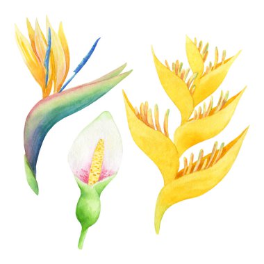 Bir dizi suluboya sarı ve beyaz tropik çiçekler. Beyaz arka planda el çizimi bir illüstrasyon. Parlak egzotik klip sanatı kozmetik tasarımı, kart yapımı ve düğün dekorasyonu için harika..