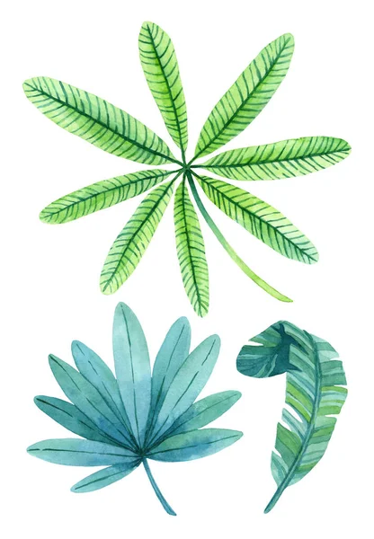 Aquarell Set Von Üppigem Grün Tropischer Pflanzen Handgezeichnete Elemente Eignen — Stockfoto