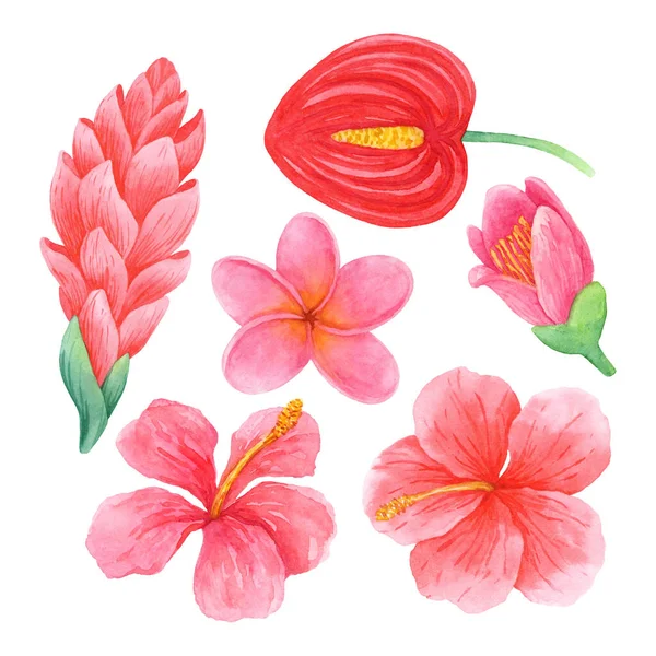 Conjunto Acuarelas Flores Tropicales Rosas Rojas Ilustración Dibujada Mano Aislada Imagen de archivo