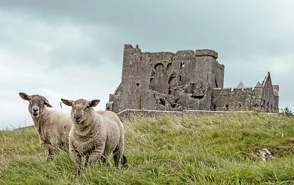 Ovce s Cashel Rock v pozadí, v blízkosti Cashel v Irsku — Stock fotografie