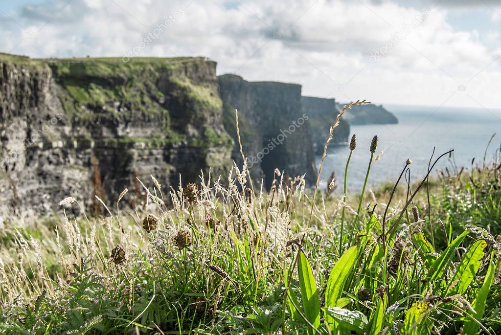 Meadow with the cliffs of moher in the background in Ireland