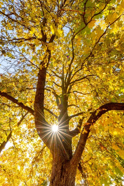 Sunburst shines through a tree in the fall colors — Stock Photo, Image