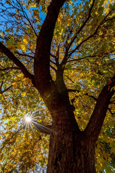 Autumn tree with colored leaves and a special sunburst shines through