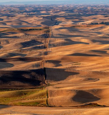 Doğu Washington 'daki Palouse' un tarlaları. 