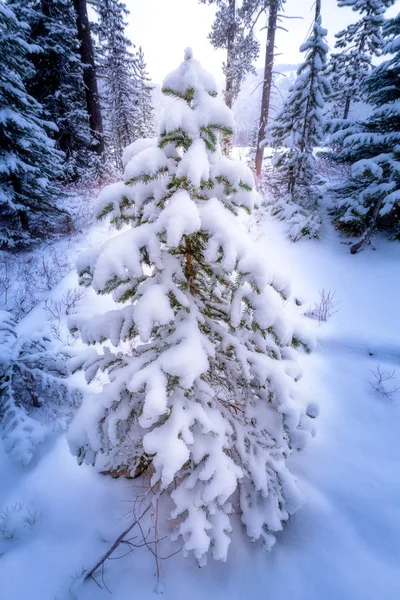 Petit pin dans la nature sauvage de l'Idaho avec neige — Photo