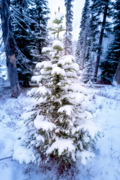 Árvore de Natal perfeita na floresta esperando para ser cortada — Fotografia de Stock