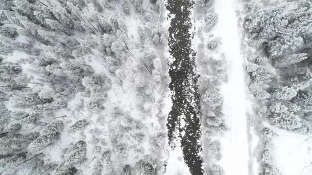 Zimowa Dzika Passa Płynie Wzdłuż Skraju Lasu — Wideo stockowe