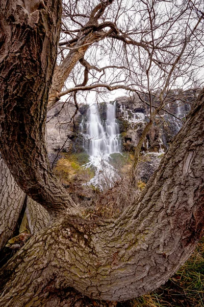 Cascade sauvage dans l'Idaho encadrée par un grand vieil arbre — Photo