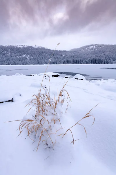 Herbes dorées recouvertes de neige dans un lac sauvage — Photo