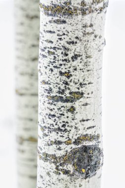 Beyaz Aspens 'i bir Idaho ormanında havladı.