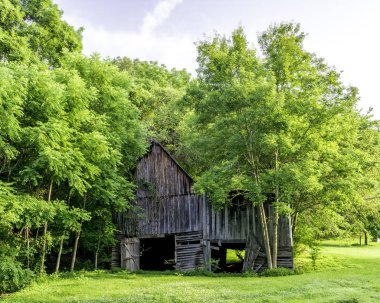 Alabama ahırı ormanda saklı.