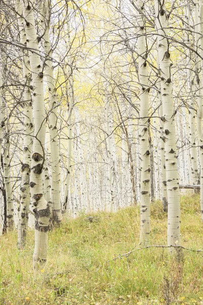Autumn forest of aspen trees in Idaho — Stock Photo, Image