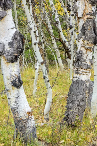 Unusual Aspen trees in a grove — Stock Photo, Image