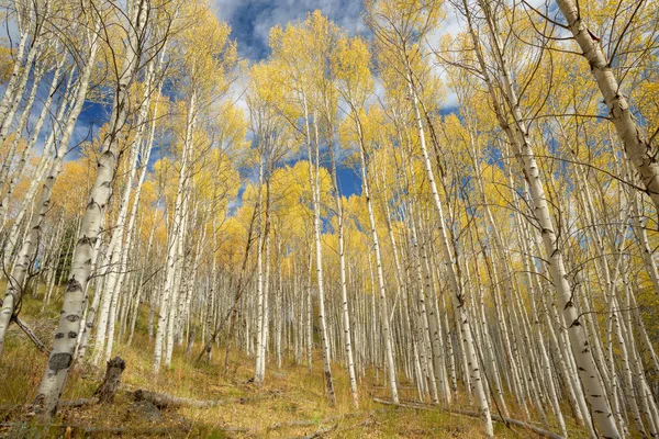 Hermoso Aspen Grove en el otoño — Foto de Stock