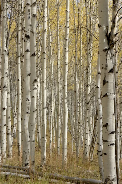 Fall colors within Aspen grove forest — Stock Photo, Image